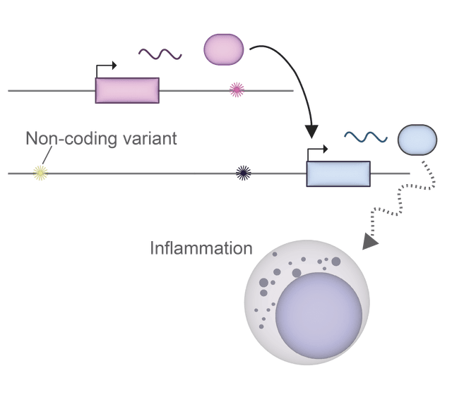 Non-coding variant interactions