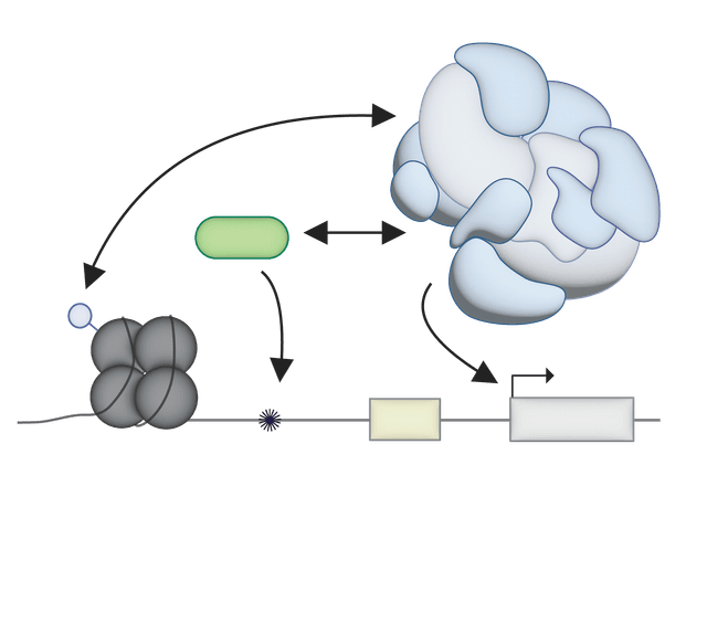 Multimeric protein assemblies