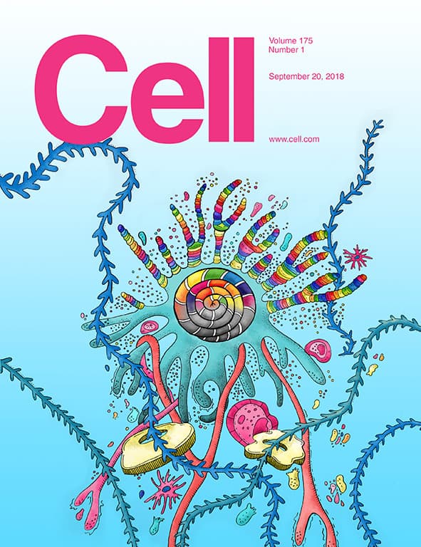 Structural Basis for the RNA-Guided Ribonuclease Activity of CRISPR-Cas13d