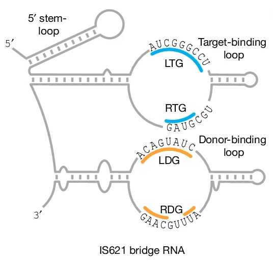 Bridge RNAs direct programmable recombination of target and donor DNA
