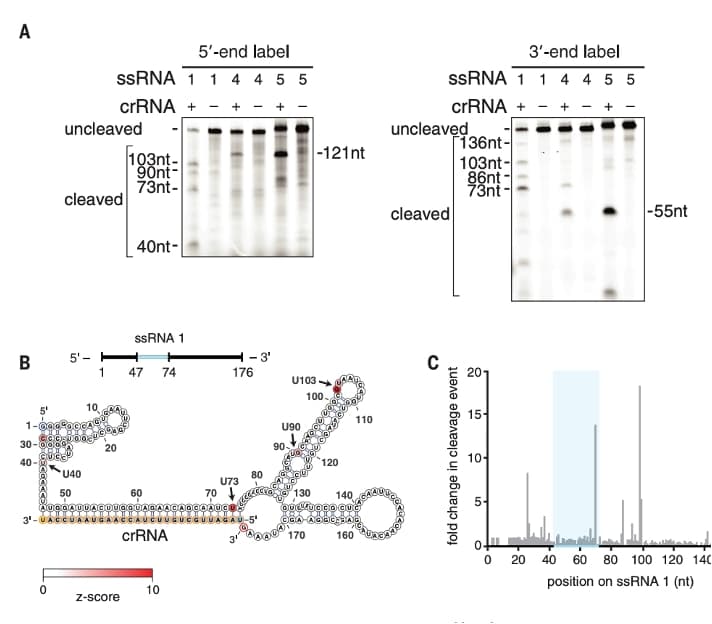 C2c2 is a single-component programmable RNA-guided RNA-targeting CRISPR effector