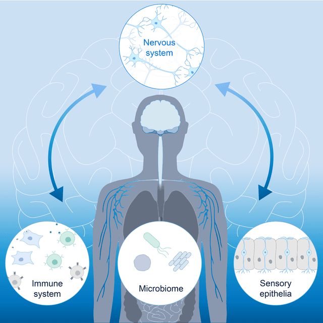 Body-brain communication