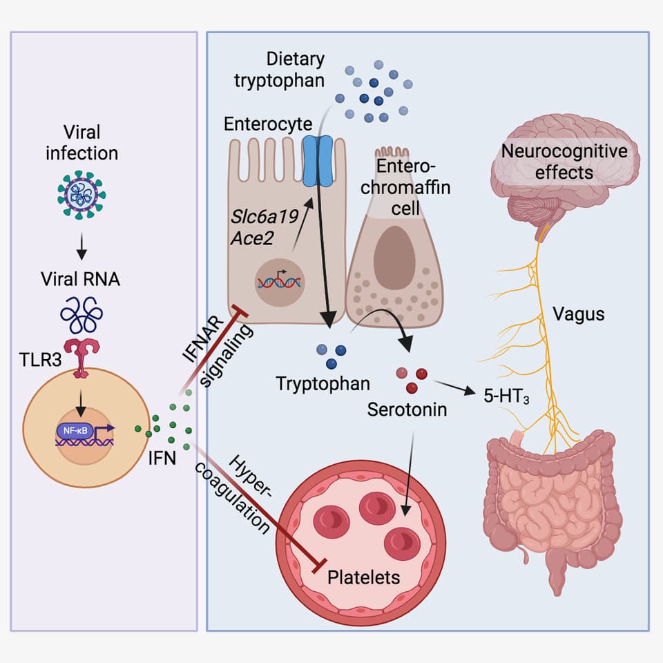 Serotonin reduction in post-acute sequelae of viral infection