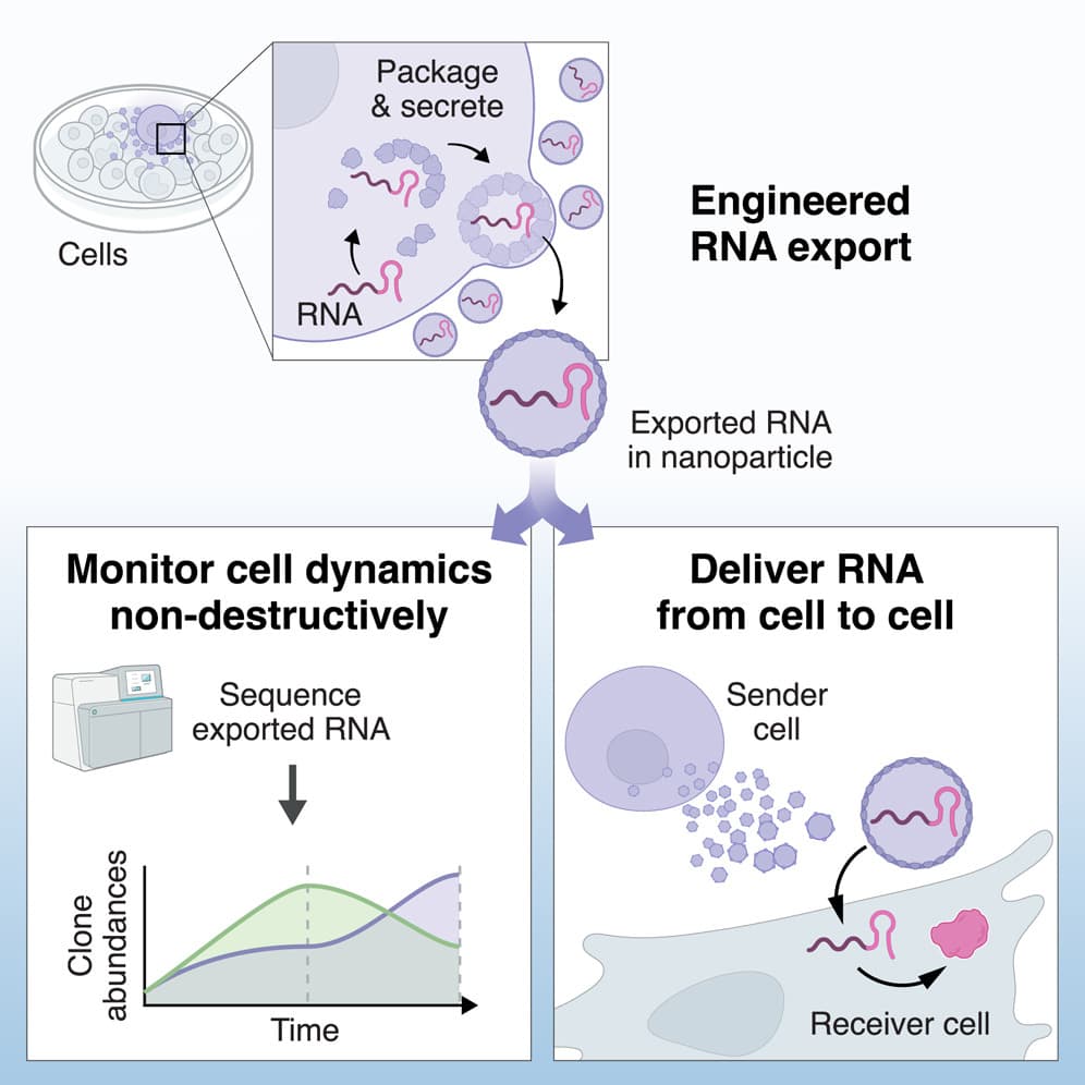 Engineering RNA export for measurement and manipulation of living cells