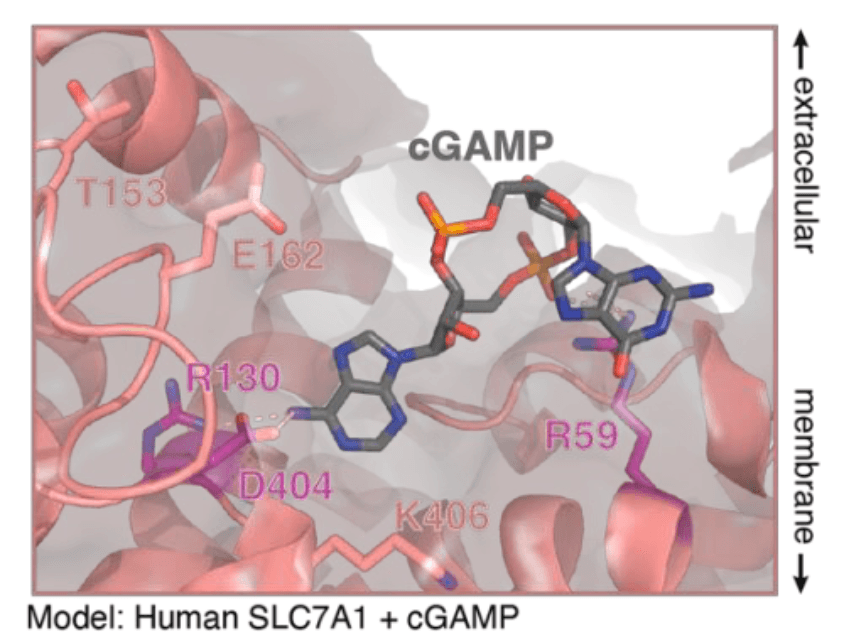 Toxicity of extracellular cGAMP and its analogs to T cells is due to SLC7A1-mediated import