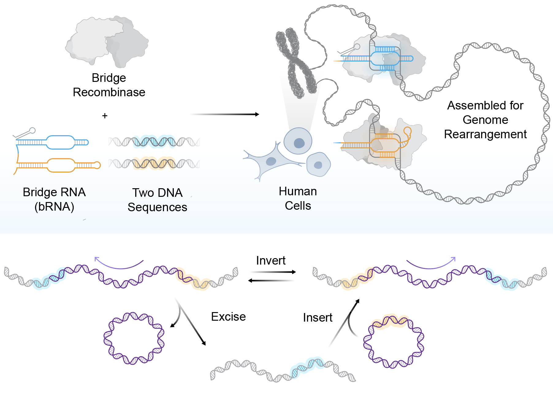 Bridge Recombinases, Optimized for Human Cells, Enable Massive Programmable DNA Rearrangements